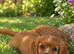 Kc cavalier baby’s ready now.