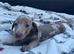 Miniature dachshund
