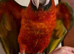 Baby’s Calico Macaw and Harlequin