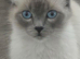 Kitten
