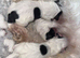 Adorable maltipoo puppies REDUCED