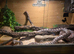 Grey 5year old beautiful corn snake full set up