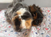 Sows and boars for sale
