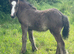 Black Pearl Colt Foal