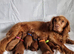 F1 Cockapoo puppies fully DNA tested parents