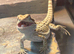 Baby Bearded Dragons – Captive Bred – Ready 27th July – £60