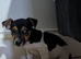 Jack Russell pups