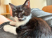 Black and White Fluffy Male Kitten