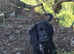Cocker Spaniel x Collie