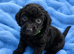 Labradoodle F1B Health clear pups