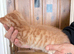 Beautiful ginger kittens