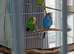 3 budgies and full set up. (Breeding pair plus another female.)