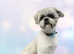 2 Years Old Male Shih Tzu Vet Checked