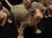Blue and cream Canadian sphynx