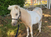 Beautiful lemon and white miniature horse gelding for sale