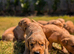 KC Working Golden Retriever Puppies