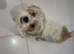 Female Shih Tzu