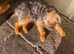 Border terrier stud dog