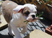 Dorset olde tyme bulldog