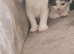 Gorgeous Half-Ragdoll Cross Kittens Looking for Loving Forever Homes