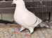 Very beautiful Sawz roshan Dove female and Racer
