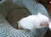 Bichon Frise Puppies