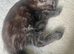 Maine Coon Black Smoke Boy