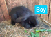 Baby Mini Lion Lops & Mom