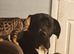 Great Dane Puppies