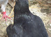 Carrier hen