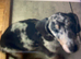 5 active daucshund left