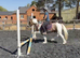 Cob Gelding 12.3 skewbald 9yrs family pony