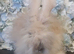 Beautiful Angora boys x 2