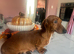 5 beautiful mini dachshunds stunning colours