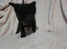 Adorable Kittens Looking for Loving Forever Homes!