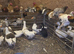 Trading Beautiful Pomeranian geese and more Northampton