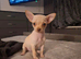 Chihuahua puppy