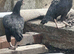 2 adult hens and 1 male