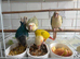 Hand tame Conures