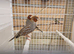Red headed finch