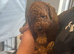 Beautiful red F1B cockerpoo puppies