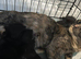 Scottish folds and Scottish Straight for sale
