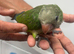 Monk Parakeet Baby for Sale