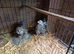Two Lovely 3 month old Female Pekins