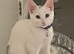 Cat for sale