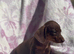 Miniature smooth coat dachshund puppy