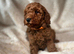 Cockapoo puppies 5 girls /2 boys ️Updated pictures with6 weeks old puppies