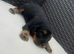 Cocker spaniel puppies