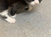 Kittens for new homes
