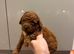 Beautiful kc poodles available